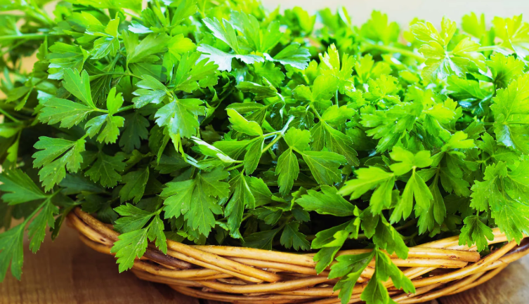 Parsley leaves: a popular folk remedy for varicose veins