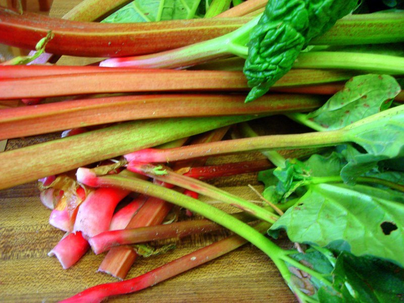 Batang rhubarb