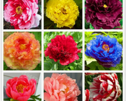 Каких цветов бывают пионы: фото и названия