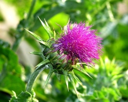 Milchdistelöl in der Kosmetologie. Wie benutzt ich Milch Thistle Oil für Haar und Haut?